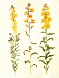 Cheiranthus cheirii, in: Gottorfer Codex